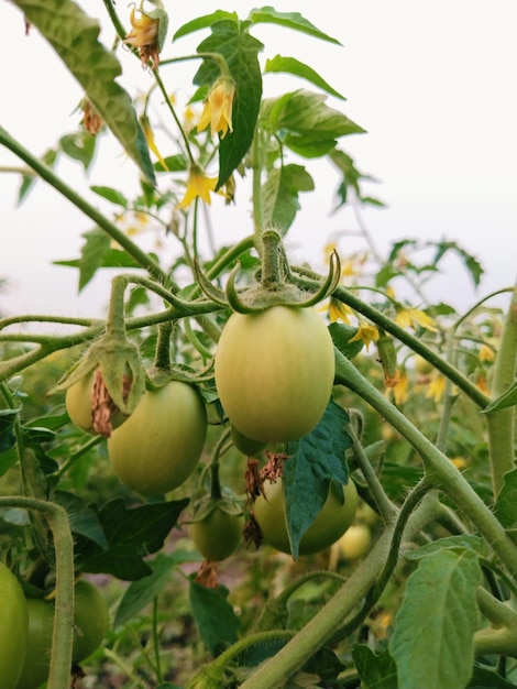 Green tomatoes on a vine with green leaves.