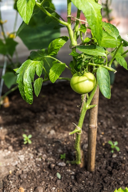 Green tomatoes