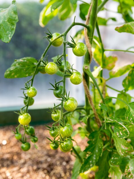 Green tomatoes