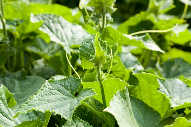 Cetriolo verde del cappello a cilindro che cresce su un campo agricolo