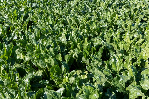 Green tops of sugar beet in the field