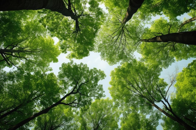 Green tops of trees leaving in perspective