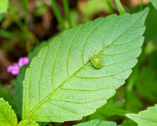 緑のカメの甲虫