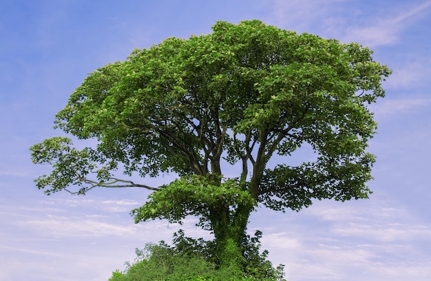 Albero verde contro il cielo