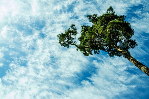 green tree on blue sky  background  with copy space