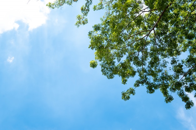 Green tree and blue sky with sunlight in summer season.