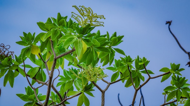 Green Tree Blue Sky