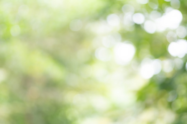 Green tree bokeh blur focus of background.