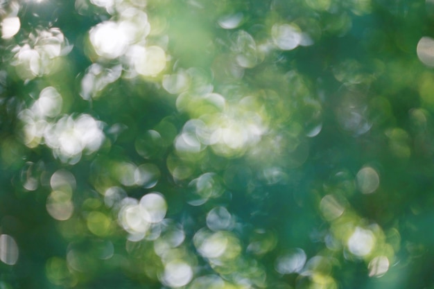 Photo green tree bokeh light texture background, shiny sunlight in summer, soft blur