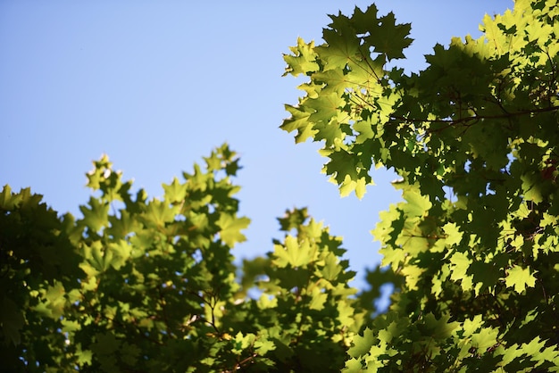 green tree brances