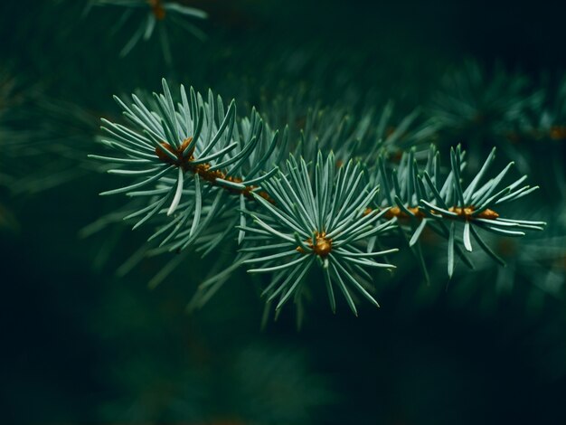 Green tree branch