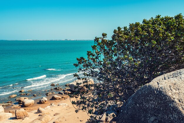 Green tree on the cliff side