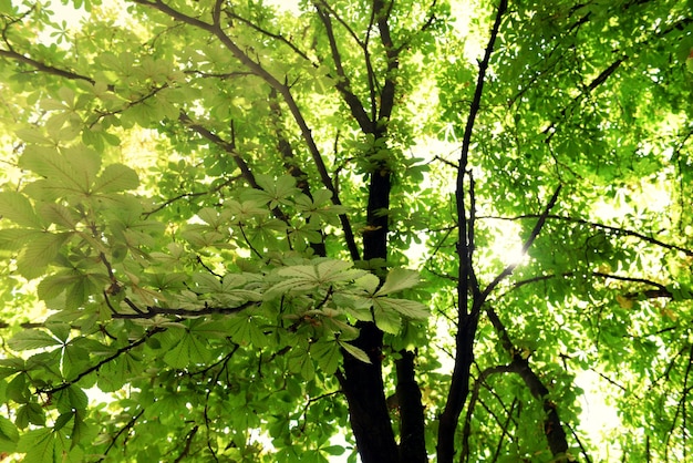 Зеленая крона дерева крупным планом