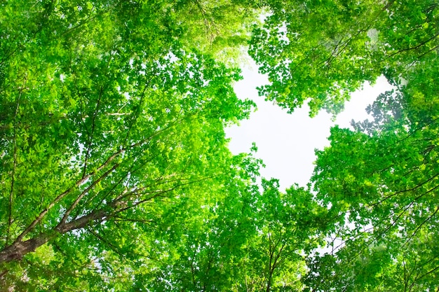 Green tree crowns