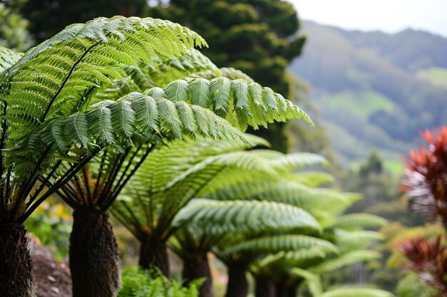 Green tree ferns in tropical jungle