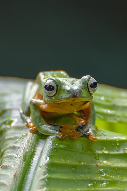 バナナの木にとまる緑の木の飛行カエル