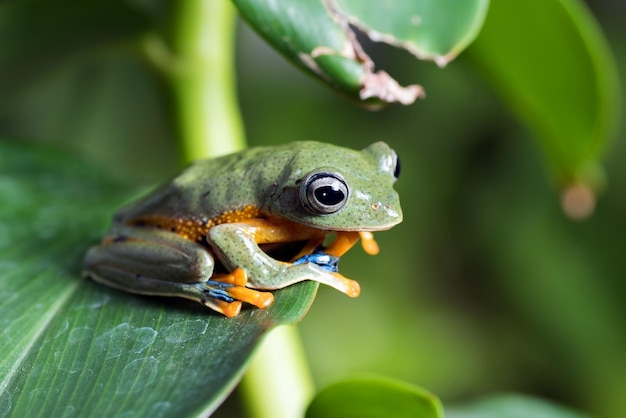 Green tree flying frog perched on a leaf