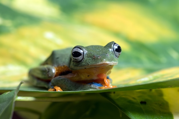 葉の上に腰掛けて緑の木が飛んでいるカエル