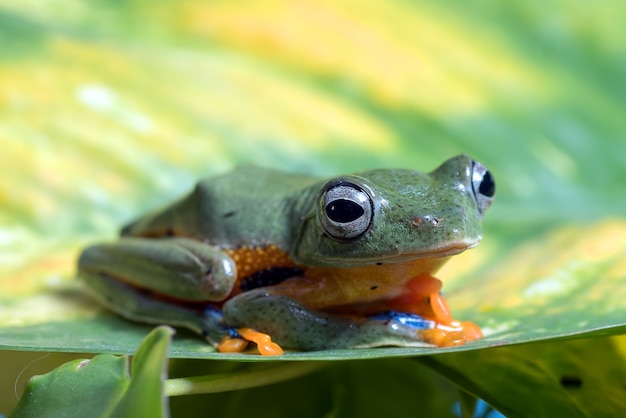 葉の上に腰掛けて緑の木が飛んでいるカエル