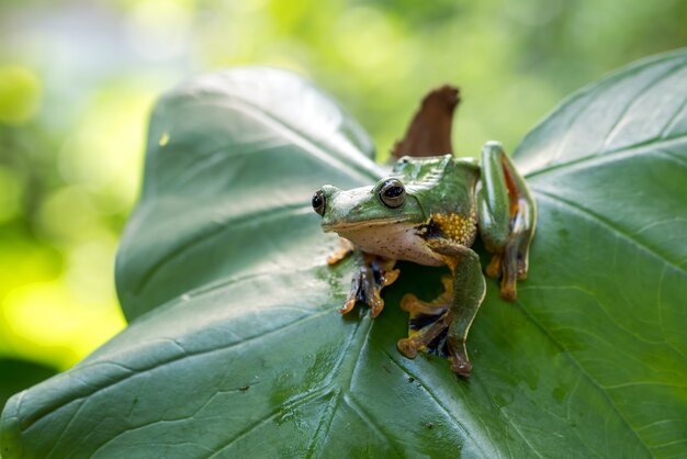 그들의 환경에서 녹색 나무 비행 개구리