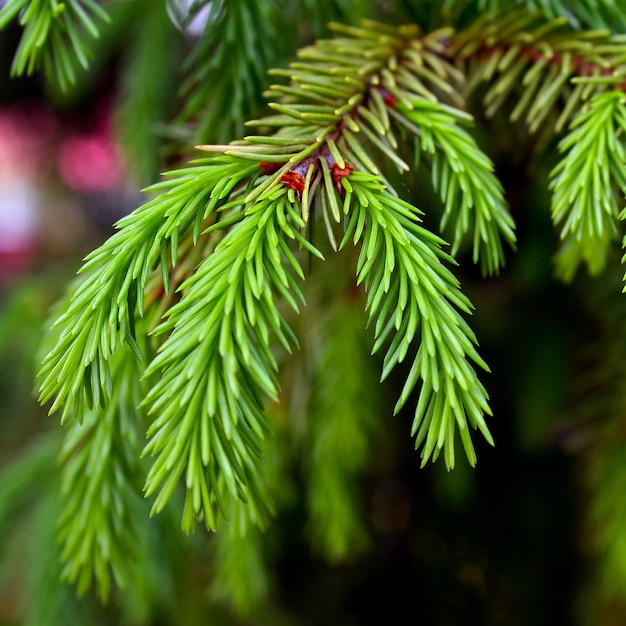 Green tree forest