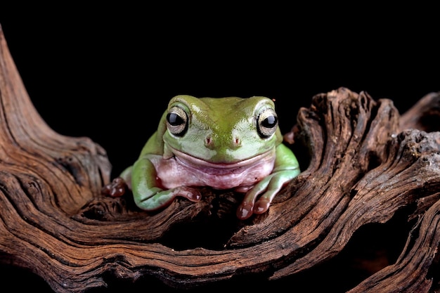 Green tree frog on black background australian tree frogs