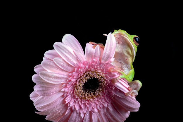 写真 緑の木のカエルが花に登る