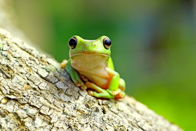 green tree frog, dumpy frog, papua green tree frog 