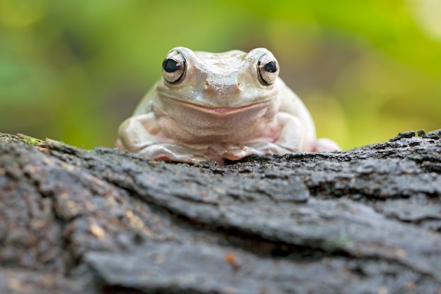 green tree frog, dumpy frog, papua green tree frog 