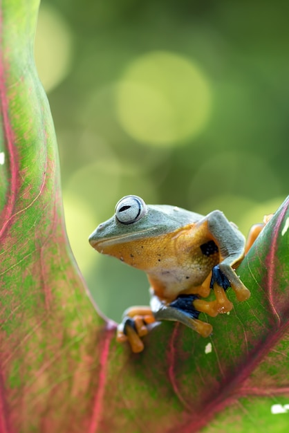 Green tree frog hanging on the leaf