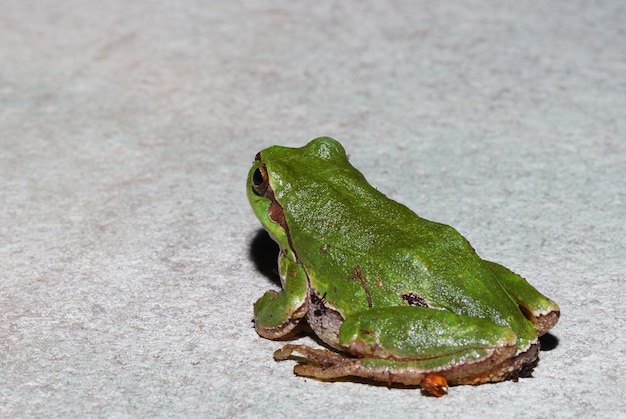 Green tree frog looks