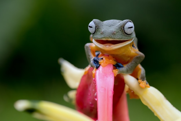 Green tree frog perched on a flower petals