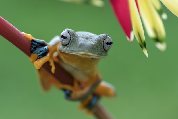 Green tree frog perched on a flower petals