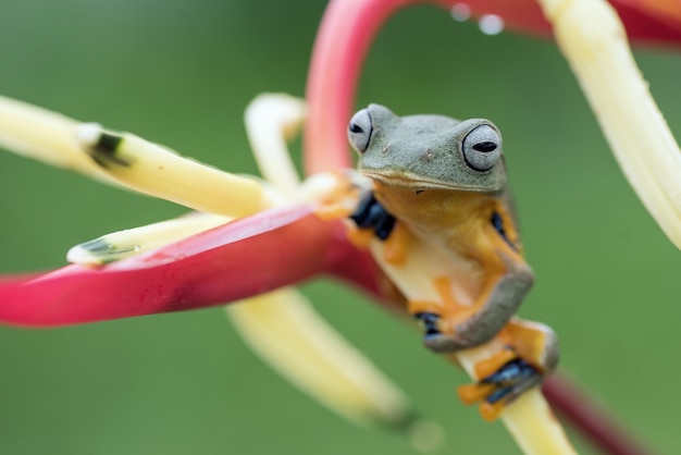 Green tree frog perched on a flower petals