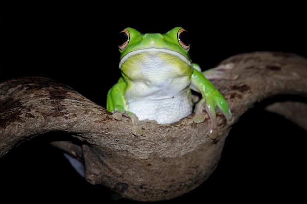 A green tree frog sits on a branch in the dark.