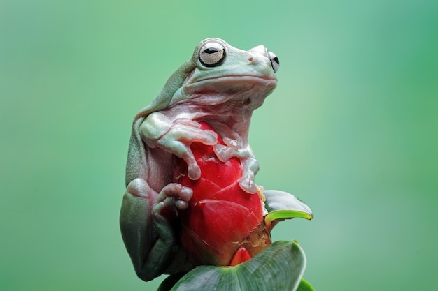 A green tree frog sits on a leaf.