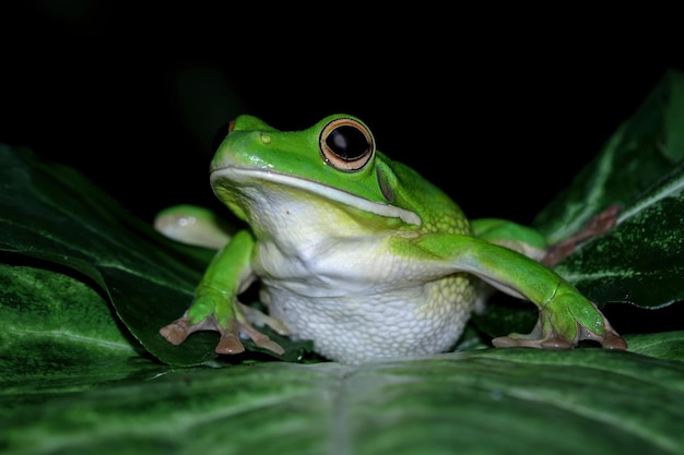 緑のアマガエルが葉の上に座っています。