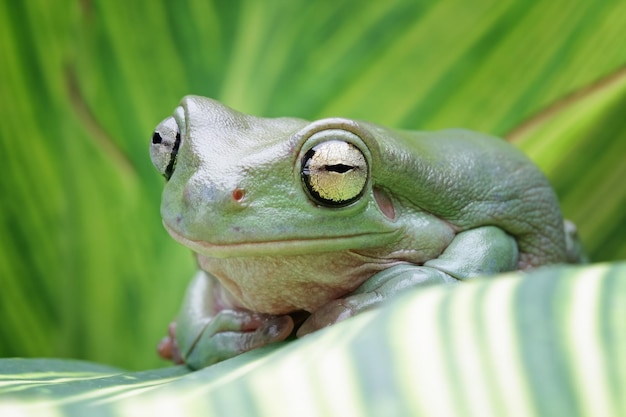 A green tree frog sits on a striped leaf
