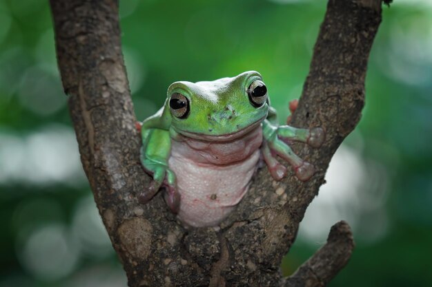 Foto una raganella verde si siede su un albero.