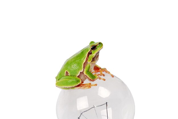 Green tree frog sitting on a light bulb