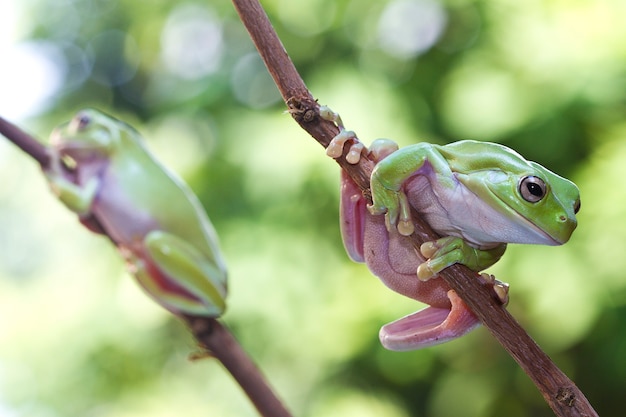 Green Tree Frog on twig