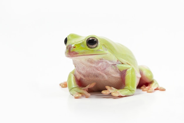 白い背景に緑の木のカエル