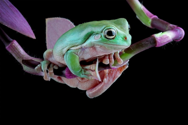 A green tree frog with a pink tongue hanging out of its mouth.