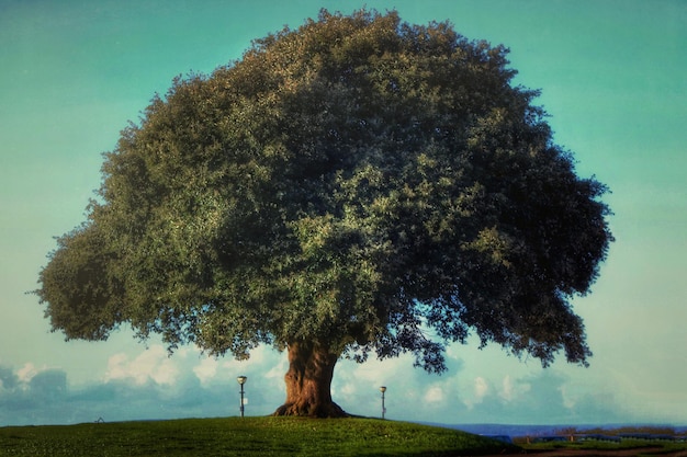 Foto albero verde sull'erba contro il cielo a bournemouth