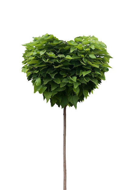 Green tree in heart shape isolated