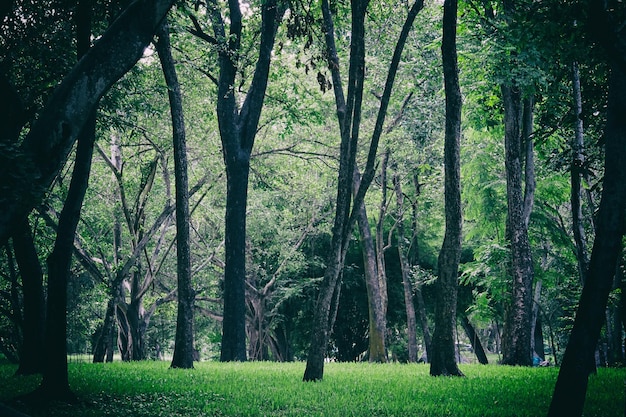 写真 自然公園の緑の木