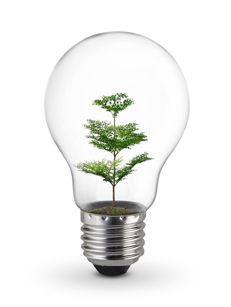 Green tree inside of light bulb on White Background Inspiration concept