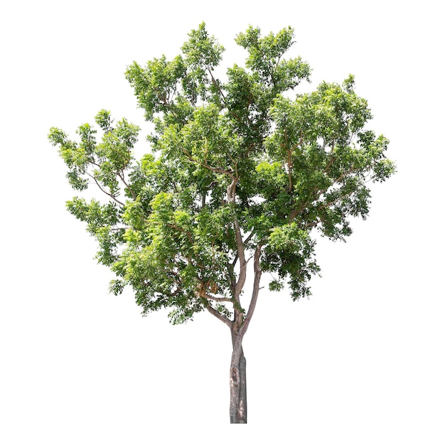 Green tree is isolated on a white background clipping path