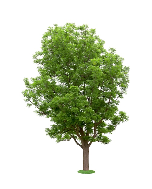  바탕 에 분리 된 초록색 나무