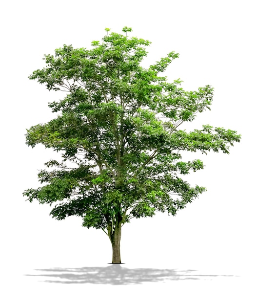 Green Tree Isolated on White background